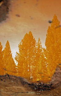 Trees, Reflection in Mud