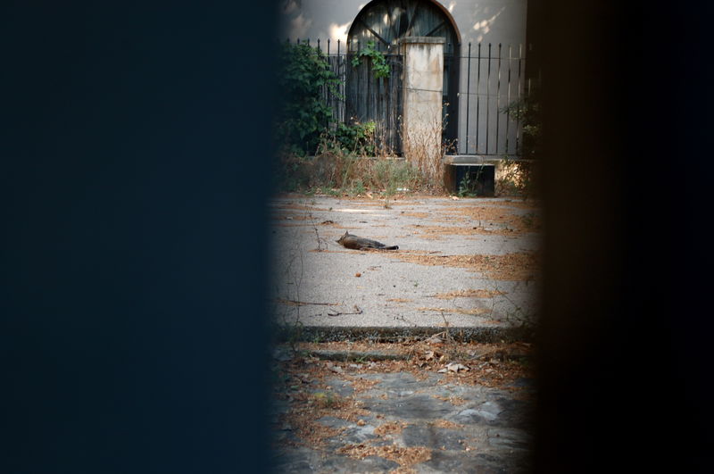 A long since neglected courtyard, and the unfortunate dog who was locked in. Quite a morbid shot, actually.