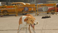 The only dog in Kolkata