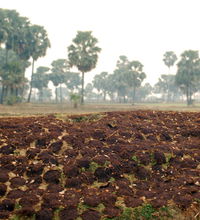 Cow Patties in Morning Mist