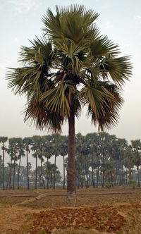 Treet and Cow Patties