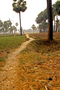Returning for Breakfast from the Fields