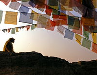 Monkey with Prayer Flags