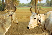 India Cow Eyes