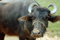 Village Ox