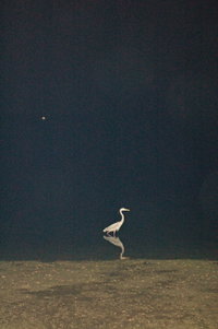 Night Fisher