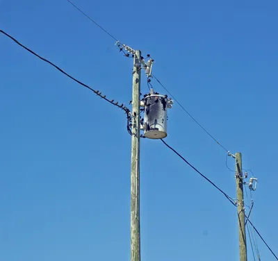Birds and Electrical Burns