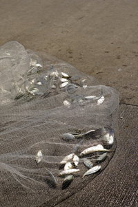 Bait Fish 1