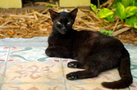 Six Toed Cats, 3