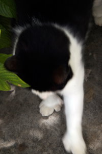 Six Toed Cats, 2