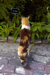 Six Toe'd Cats, 4