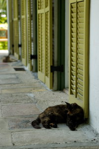 Six Toe'd Cats, 5