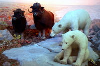 University of Kansas Natural History Museum