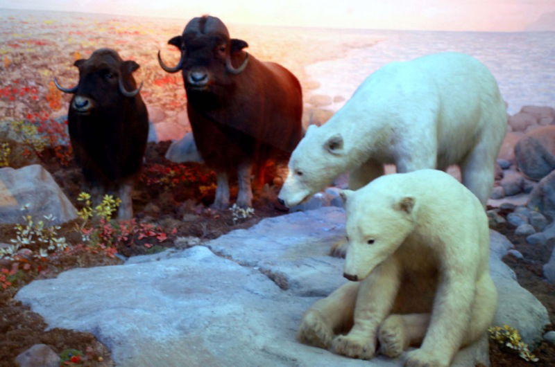 University of Kansas Natural History Museum