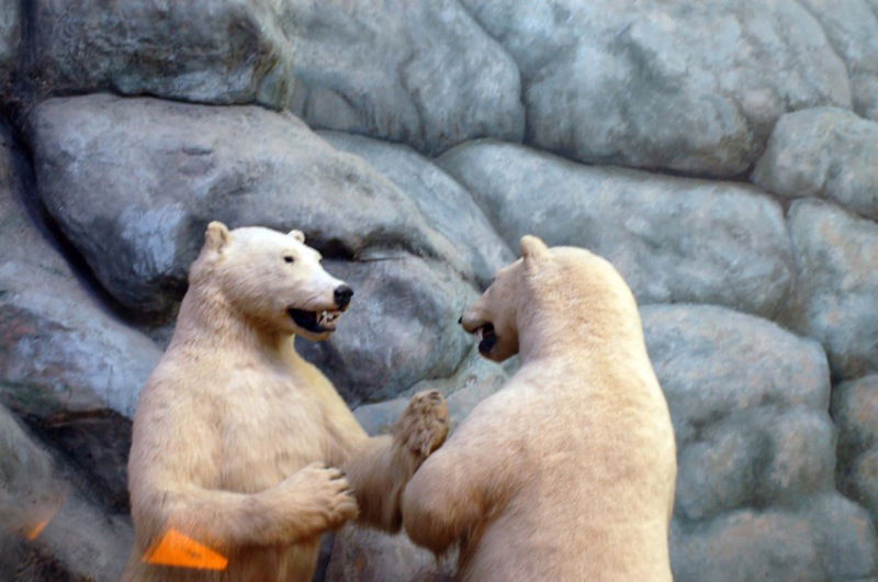 University of Kansas Natural History Museum