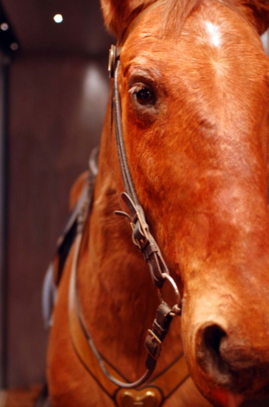 University of Kansas Natural History Museum
This horse was named Commanche. It was the last surviving thing left at Custards Last Stand when backup arrived, after any surviving Indians escaped. So it lived for a while and when it passed the stuffed it.