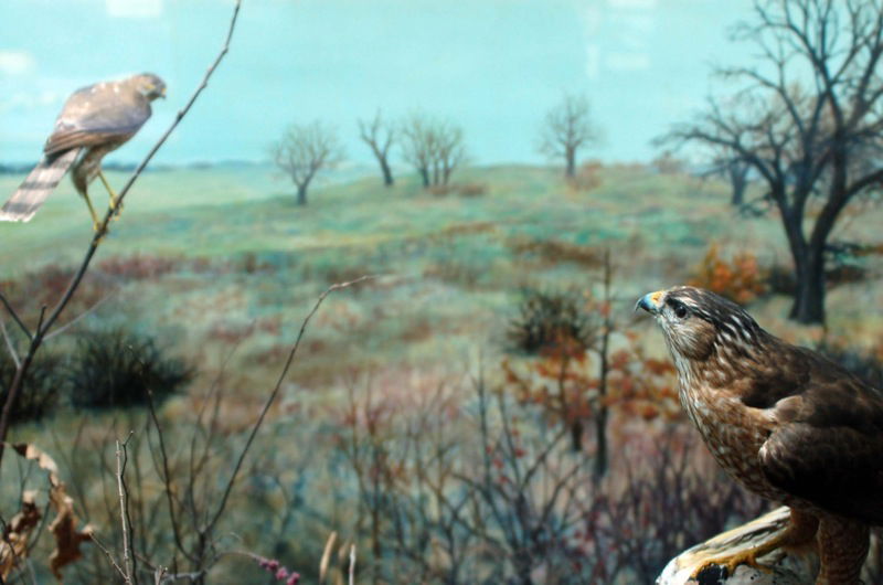 University of Kansas Natural History Museum