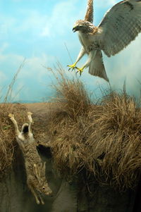 University of Kansas Natural History Museum