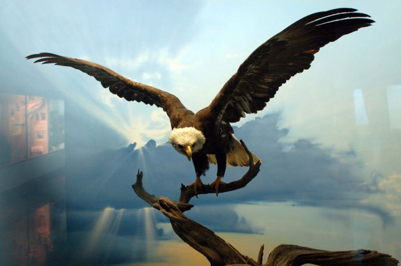 University of Kansas Natural History Museum