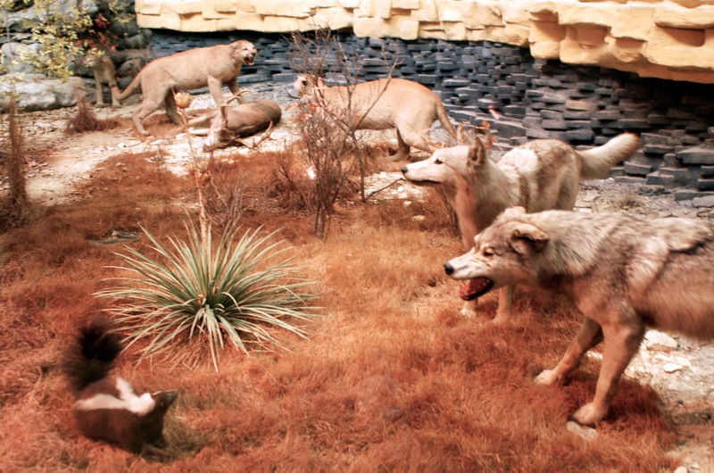 University of Kansas Natural History Museum