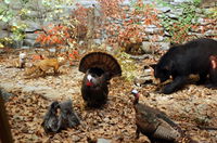 University of Kansas Natural History Museum