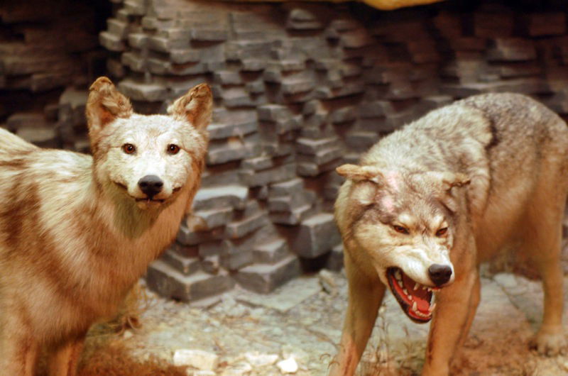 University of Kansas Natural History Museum