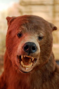 University of Kansas Natural History Museum