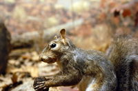 University of Kansas Natural History Museum