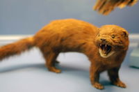 University of Kansas Natural History Museum