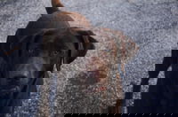 Little bit of Tounge