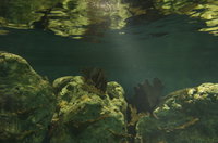 A typical tank.