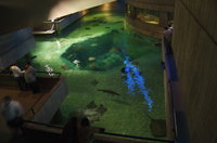 Rays and sharks are very popular at the aquarium, taking up the most space and drawing the largest crowds. 