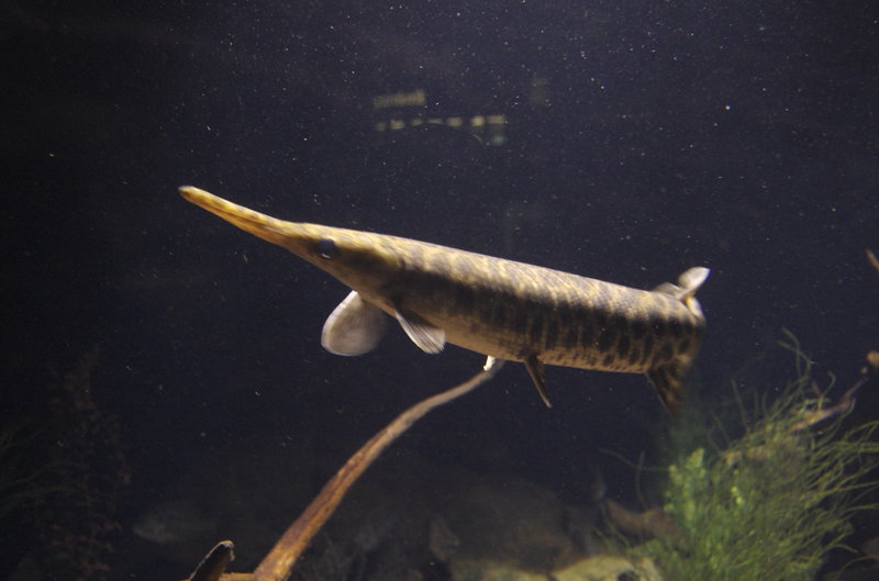 I haven't the slightest clue what this fish is called, but regardless it's pretty funny looking. 