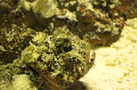 Even macro-ing this fish, it's still hard to tell where it ends and the rocks begin. Doesn't help that I focused on the glass in front of the fish, but regardless, a well disguised creature.