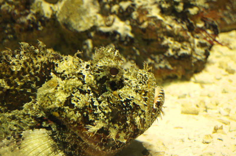Even macro-ing this fish, it's still hard to tell where it ends and the rocks begin. Doesn't help that I focused on the glass in front of the fish, but regardless, a well disguised creature.