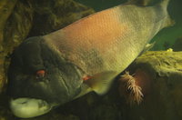 Again, no clue what this fish is called, but I can assure you it is one of the most oddly and ugly shaped fish in the sea.
