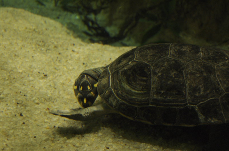 A turtle.