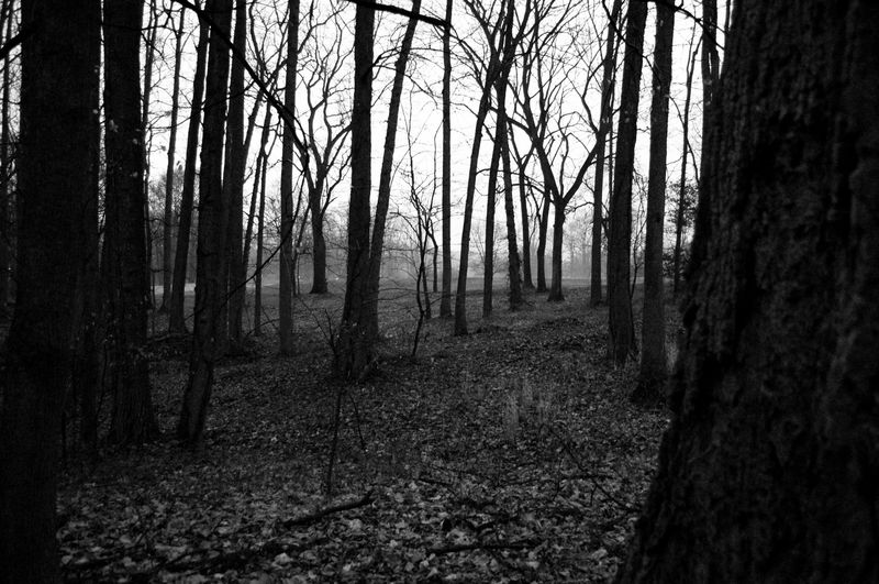 There's a small path of wood behind my house that abuts to a golf course. I went out looking for stray golf balls today and brought my camera.