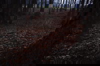 There's a small patch of wood behind my house that abuts to a golf course. I went out looking for stray golf balls today and brought my camera. This particular shot I really like, just because it looks so darn mysterious. My mom calls this the "enchanted forest" shot.