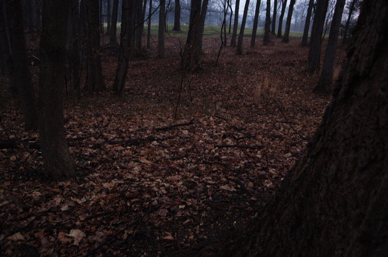 There's a small patch of wood behind my house that abuts to a golf course. I went out looking for stray golf balls today and brought my camera. This particular shot I really like, just because it looks so darn mysterious. My mom calls this the "enchanted forest" shot.